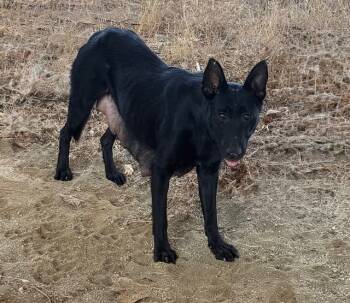 Rescue German Shepherd Dog Dogs for Adoption in Riverside, California - RUMI | PetCurious