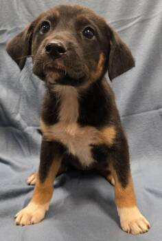 Ginny -  Terrier and Mixed Breed Dog for Adoption in Murphysboro, Illinois - Ginny | PetCurious