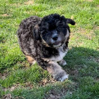 Mixed Breed Dogs Available for Adoption in Yaphank, New York - Daisy | PetCurious
