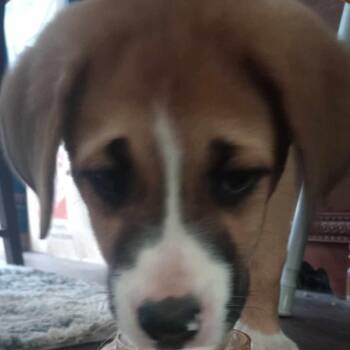 Rescue Border Collie and Dogue De Bordeaux Dogs for Adoption in Welch, Minnesota - Deputy Cletus Hogg | PetCurious