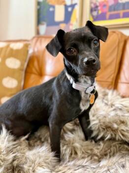 Paisley May -  Chihuahua Dog for Adoption in Friendswood, Texas - Paisley May | PetCurious