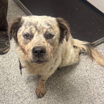 Walter -  Australian Cattle Dog Blue Heeler and Mixed Breed Dog for Adoption in Taos, New Mexico - Walter | PetCurious