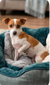 Sally in TX -  Chihuahua Dog for Adoption in Cranston, Rhode Island - Sally In TX | PetCurious