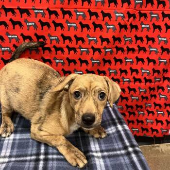 Dorito -  Chihuahua and Dachshund Dog for Adoption in Washburn, Missouri - Dorito | PetCurious