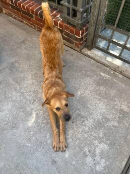 Rescue Irish Terrier Dogs for Adoption in Colleyville, Texas - Hank | PetCurious