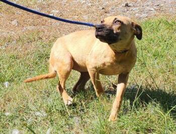 260976  Phoebe -  Pit Bull Terrier Dog for Adoption in Wetumpka, Alabama - 260976  Phoebe | PetCurious