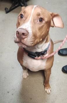 Rescue Pit Bull Terrier and Mixed Breed Dogs for Adoption in Spartanburg, South Carolina - Tank | PetCurious