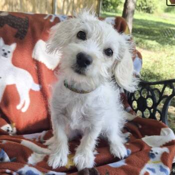 Lucy -  Maltese and Terrier Dog for Adoption in Fairfield, Connecticut - Lucy | PetCurious
