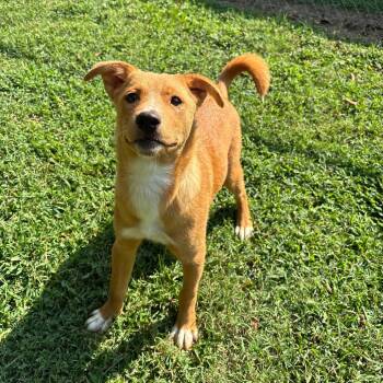 Tanami -  Border Collie and Husky Dog for Adoption in Roxboro, North Carolina - Tanami | PetCurious