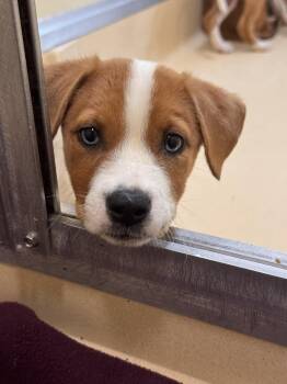 Marsha -  Retriever Dog for Adoption in Pawleys Island, South Carolina - Marsha | PetCurious