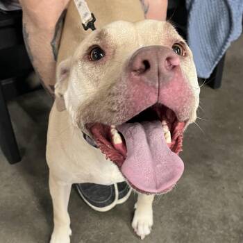 Terrier Dogs Available for Adoption in Tampa, Florida - Isis | PetCurious