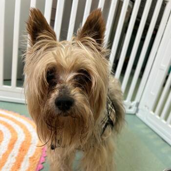Whiskie 14480 -  Yorkshire Terrier Dog for Adoption in San Francisco, California - Whiskie 14480 | PetCurious