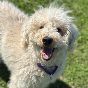 Poodle Dogs Available for Adoption in Springfield, Vermont - Lil Princess | PetCurious