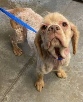 English Cocker Spaniel and Mixed Breed Dogs Available for Adoption - Cricket~ SO SWEET! | PetCurious