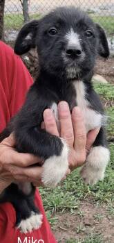 Mixed Breed Dogs Available for Adoption in Manchester Township, New Jersey - Miko | PetCurious