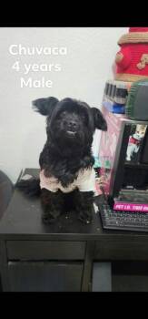 Chuvaca -  Shih Tzu and Mixed Breed Dog for Adoption in Durango, Colorado - Chuvaca | PetCurious