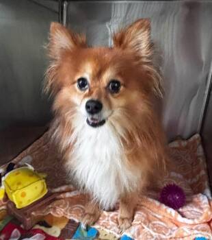 Bear -  Pomeranian Dog for Adoption in Warren, Michigan - Bear | PetCurious