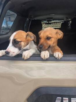 Clark -  Shepherd and Mixed Breed Dog for Adoption in Riverton, Wyoming - Clark | PetCurious