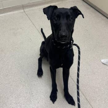 Mixed Breed Dogs Available for Adoption - Shadow | PetCurious