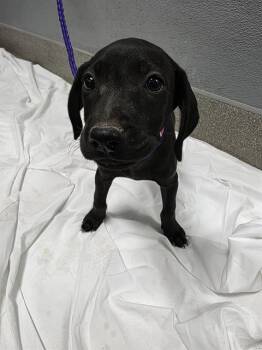 A1430652 -  Pointer and Mixed Breed Dog for Adoption in Las Vegas, Nevada - A1430652 | PetCurious