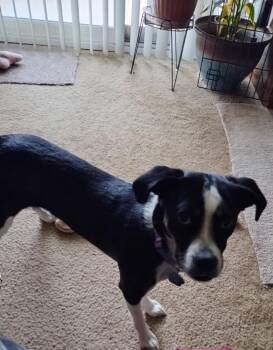 Rescue Spaniel and Beagle Dogs for Adoption in Detroit, Michigan - Lilly-Foster Me? | PetCurious