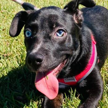 Rescue Miniature Pinscher and American Staffordshire Terrier Dogs for Adoption in Santa Ana, California - Milly | PetCurious