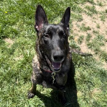 Bumi -  Dutch Shepherd Dog for Adoption in Whittier, California - Bumi | PetCurious