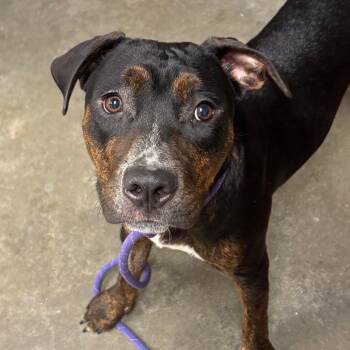Freeway -  Mixed Breed Dog for Adoption in Manhattan, Kansas - Freeway | PetCurious