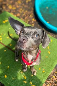 Jaynisha -  Mixed Breed Dog for Adoption in Cincinnati, Ohio - Jaynisha | PetCurious