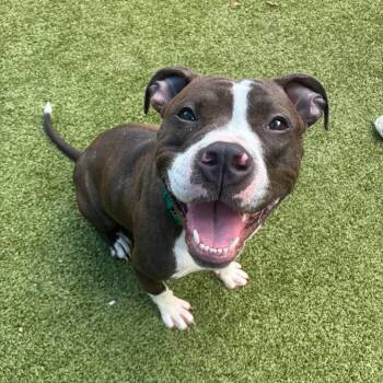 Mi Amor -  Pit Bull Terrier Dog for Adoption in Greensboro, North Carolina - Mi Amor | PetCurious