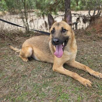 Belgian Shepherd Malinois and German Shepherd Dog Dogs Available for Adoption - Jan | PetCurious