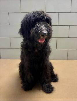 Tumbleweed -  Mixed Breed Dog Available for Adoption in Nashville, Tennessee - Tumbleweed | PetCurious