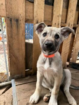 Rescue German Shepherd Dog Dogs for Adoption in Addison, Ontario - Goose | PetCurious