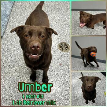 Labrador Retriever Dogs Available for Adoption - Umber | PetCurious
