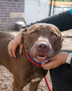 Mixed Breed Dogs Available for Adoption in Chamblee, Georgia - Trapp | PetCurious