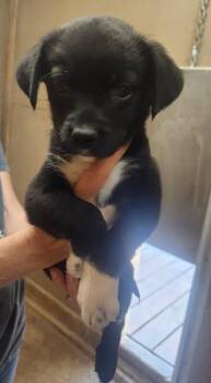Heloise -  Australian Shepherd and Mixed Breed Dog for Adoption in Severance, Colorado - Heloise | PetCurious