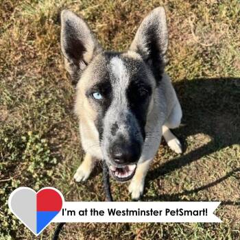 Tenana -  German Shepherd Dog and Husky Dog for Adoption in Fort Collins, Colorado - Tenana | PetCurious
