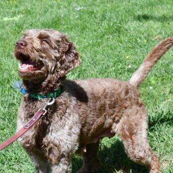 Gelato -  Standard Poodle Dog for Adoption in Johnson City, Tennessee - Gelato | PetCurious