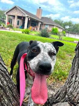 CeeCee -  Australian Cattle Dog Blue Heeler and Terrier Dog for Adoption in Corpus Christi, Texas - CeeCee | PetCurious