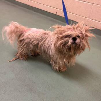 Little man -  Mixed Breed Dog for Adoption in Memphis, Tennessee - Little Man | PetCurious