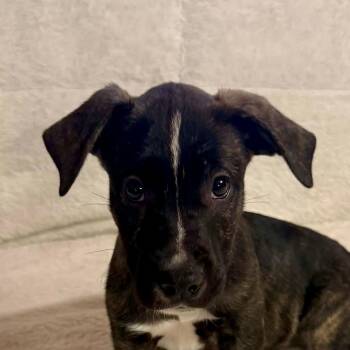 Merle (20260929-06) -  Labrador Retriever Dog for Adoption in Niagara Falls, Ontario - Merle (20260929-06) | PetCurious
