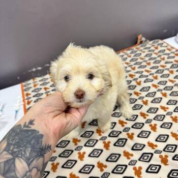 Willy Woolly Lamb -  Maltese Dog for Adoption in Chico, California - Willy Woolly Lamb | PetCurious