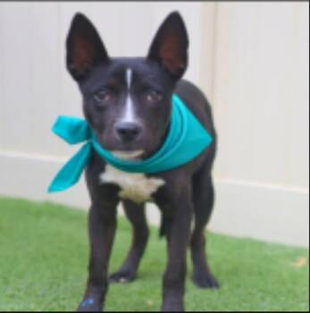 Terrier Dogs Available for Adoption in Williston, Vermont - Noire | PetCurious