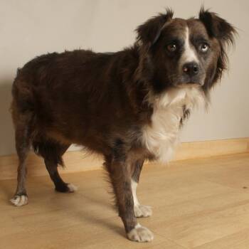 Paxie D70654 (Sponsored) -  Australian Shepherd and None Dog for Adoption in Minnetonka, Minnesota - Paxie D70654 (Sponsored) | PetCurious