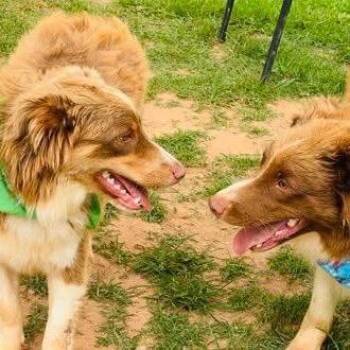 Sydney -  Australian Shepherd Dog for Adoption - Sydney | PetCurious