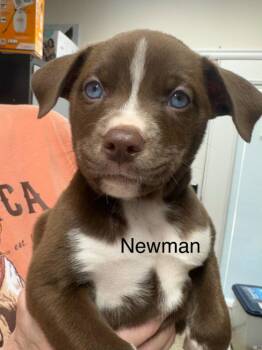 Newman -  American Staffordshire Terrier and Husky Dog for Adoption in St. George, Utah - Newman | PetCurious