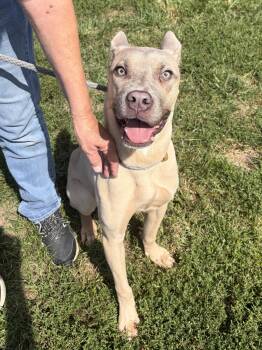 Maple -  Pit Bull Terrier Dog for Adoption in Winchester, Virginia - Maple | PetCurious