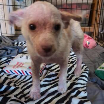 Loofa -  Mixed Breed Dog for Adoption in Leander, Texas - Loofa | PetCurious