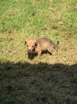 Chip -  Hound Dog for Adoption in Little Rock, Arkansas - Chip | PetCurious