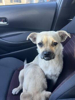 Poppy -  Pug Dog for Adoption in Plano, Texas - Poppy | PetCurious